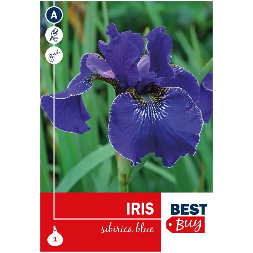 Iris sibirica Blue