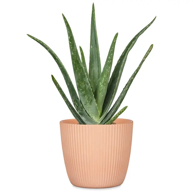 Kvetináč Aura Peach 842/16