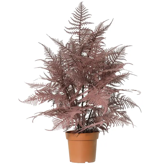 Asparagus 91245