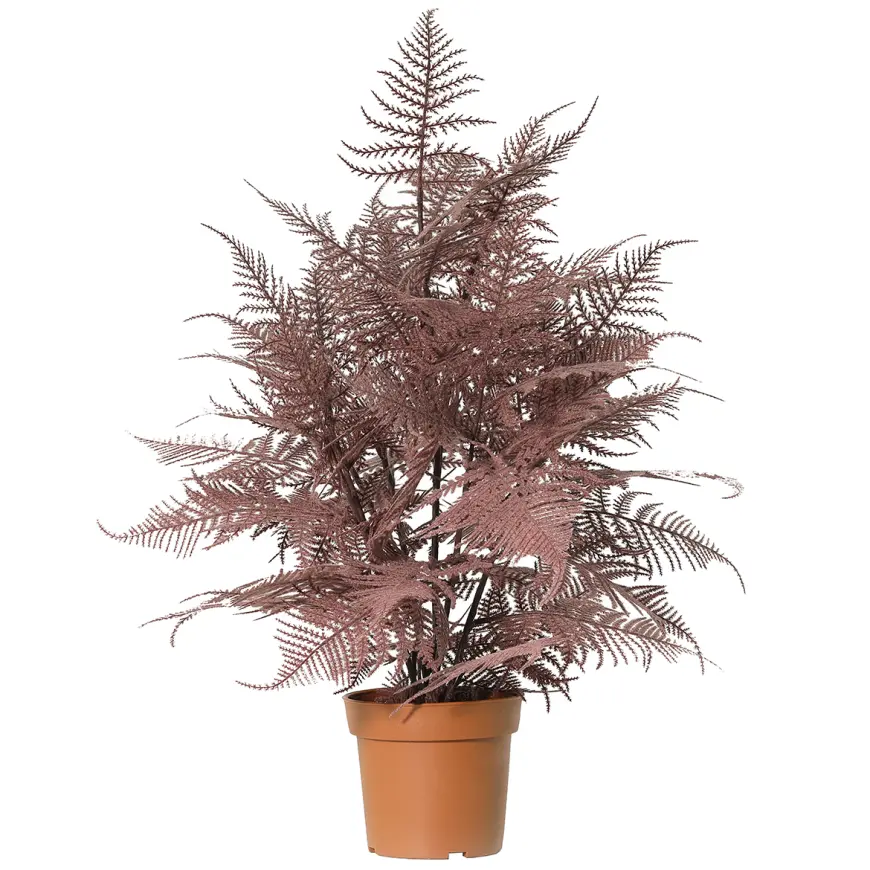 Asparagus 91245