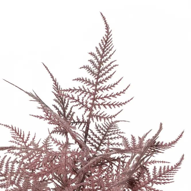 Asparagus 91245