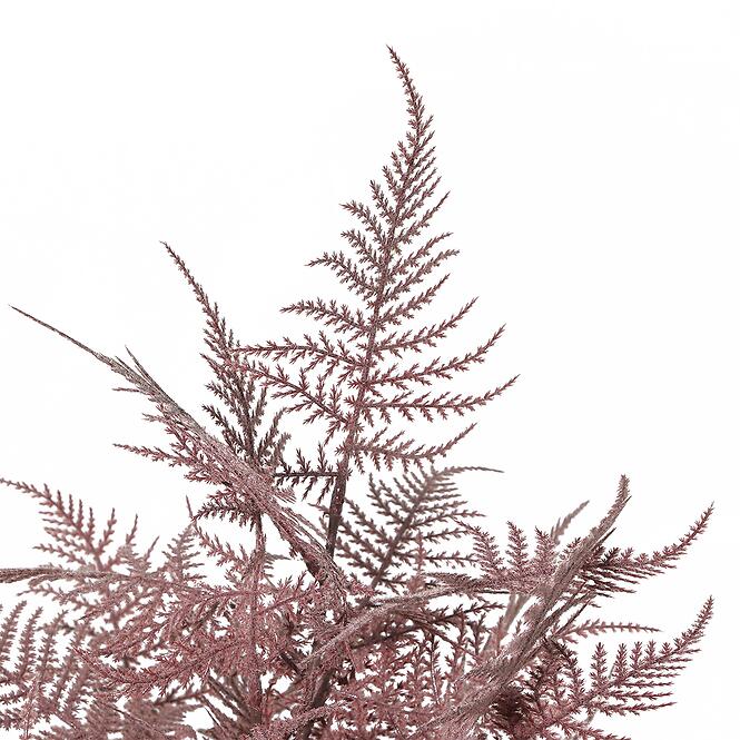 Asparagus 91245,4