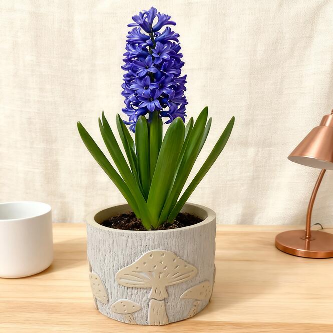 Kvetináč ys489109l 12,5x12,5x11 cement mushroom