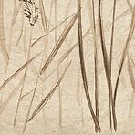 Dekor Beelitz Grass A 119,8/59,8