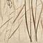 Dekor Beelitz Grass A 119,8/59,8