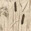 Dekor Beelitz Grass B 119,8/59,8
