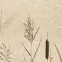 Dekor Beelitz Grass C 119,8/59,8