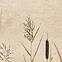 Dekor Beelitz Grass C 119,8/59,8
