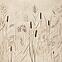 Dekor Beelitz Grass C 119,8/59,8,2