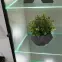 Obývacia Stena Glam I Ccmw Gl2 Kašmír/Marble Bianco,11