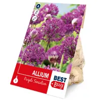 Cesnak Purple Sensation 3 ks