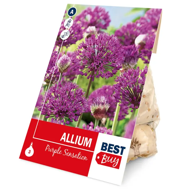 Cesnak Purple Sensation 3 ks