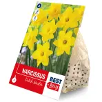 Narcis dutch master 4ks