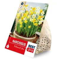 Narcis mix 8ks