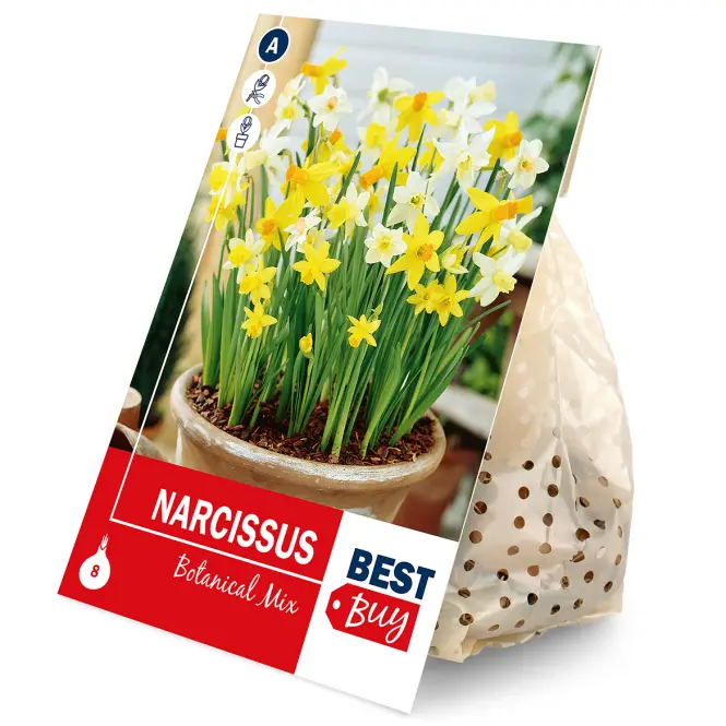 Narcis mix 8ks