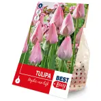 Tulipán mystic van eijk 5ks
