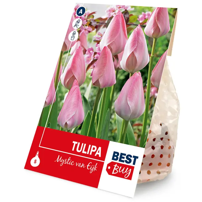 Tulipán mystic van eijk 5ks