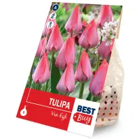 Tulipán van eijk 5ks
