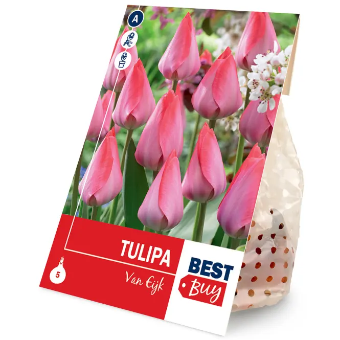 Tulipán van eijk 5ks