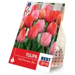 Tulipán pink mix 5ks