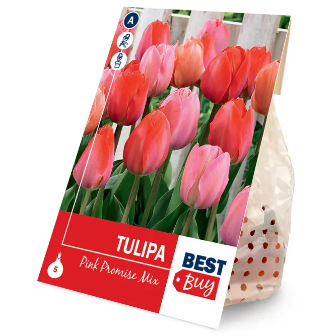 Tulipán pink mix 5ks