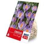 Crocus barrs purple 15ks