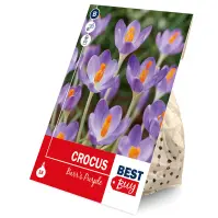 Crocus barrs purple 15ks