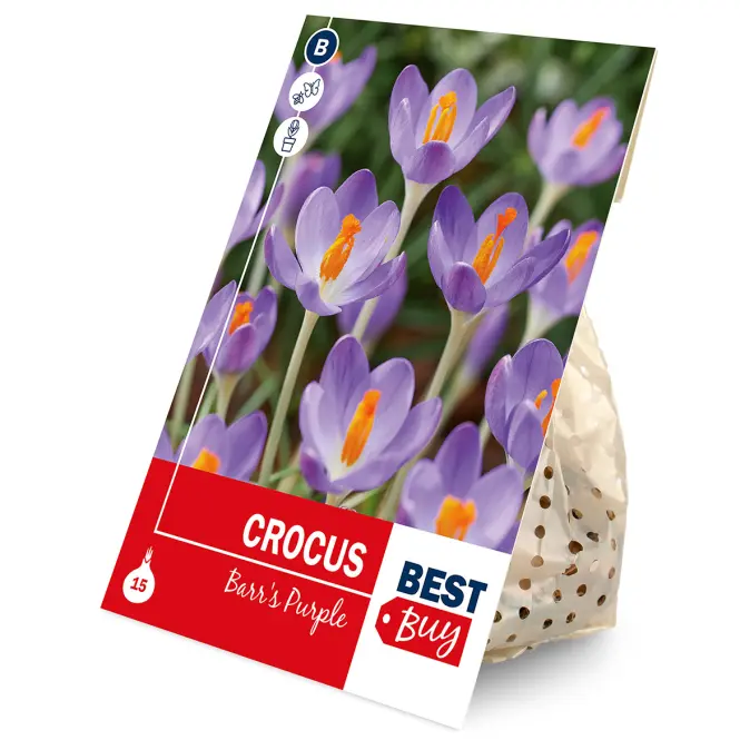 Crocus barrs purple 15ks