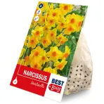 Narcis martinette 8ks