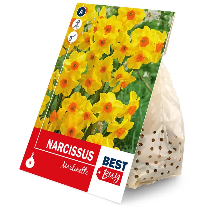 Narcis martinette 8ks