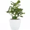 Keramický obal na kvetináč Scheurich 920, ø25cm, biela,2