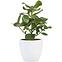 Keramický obal na kvetinač Scheurich 920, ø25cm, farba biela,2