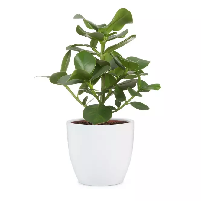 Keramický obal na kvetináč Scheurich 920, ø28cm, biela,2