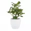 Keramický obal na kvetináč Scheurich 920, ø28cm, biela,2
