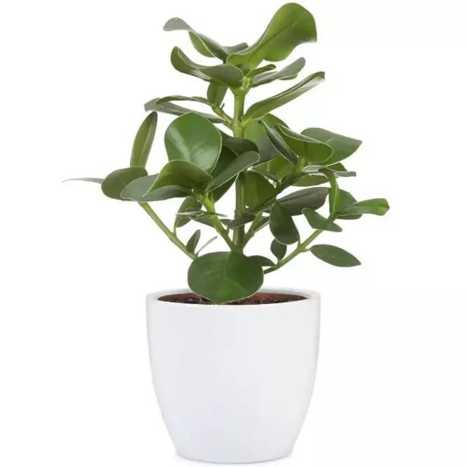 Keramický obal na kvetináč Scheurich 920, ø11cm, farba biela