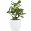 Keramický obal na kvetináč Scheurich 920, ø14cm, biela,2