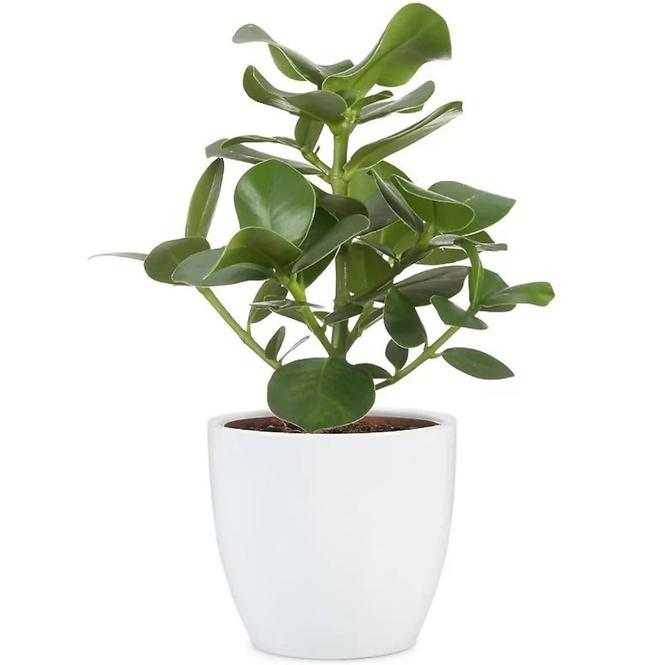 Keramický obal na kvetináč Scheurich 920, ø16cm, farba biela