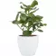 Keramický obal na kvetináč Scheurich 920, ø16cm, farba biela,2