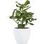 Keramický obal na kvetináč Scheurich 920, ø16cm, farba biela,2