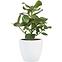 Keramický obal na kvetináč Scheurich 920, ø19cm, farba biela,2