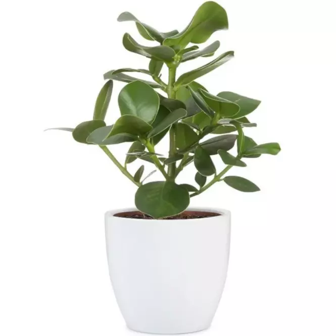 Keramický obal na kvetináč Scheurich 920, ø33cm, biela,2