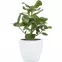 Keramický obal na kvetináč Scheurich 920, ø33cm, biela,2