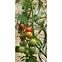 Špirálová tyč na paradajky MSR-6-180,2