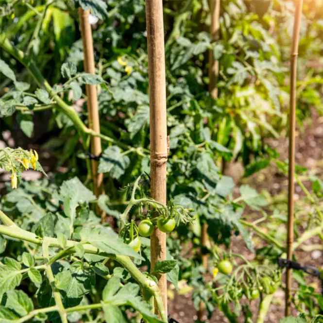 Tyč Tonkin  90 cm, 6/8 mm, 7 ks – 05607,4