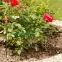 Opora trvalek  35 x 40 cm – 05655,4