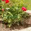 Opora pre rastliny 100 x 40 cm – 05657,4