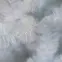 Vianočný stromček borovica biela 180,4