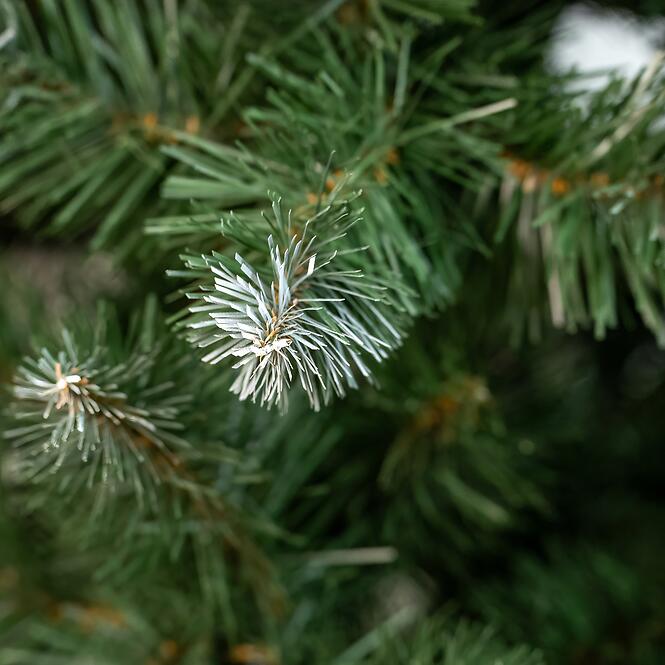 Vianočný stromček borovica biele konce 220 cm,2