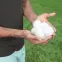 Guličky PET na pieskovú filtráciu  0,5 kg 58475,4