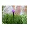Solárna lampa  "TULIPANY" LED,7